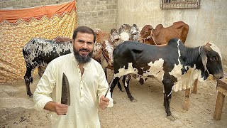 Bakra eid first day vlog 🐂 [upl. by Fairbanks]