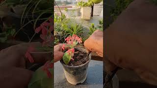 Propagate ixora flower plant ke cutting with aloevera [upl. by Arretahs]