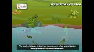 Life Cycle Of A Frog  Frog Metamorphosis  Elementry Science  Elearnin [upl. by Naujud187]