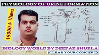 Physiology of urine formation Urine Formation urineformation physiologyofurineformation [upl. by Parsifal698]