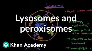 Lysosomes and peroxisomes  Cells  MCAT  Khan Academy [upl. by Thamora]