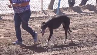 perro vs caballo quien ganara Who will win Greyhound vs horse race [upl. by Aiehtela]