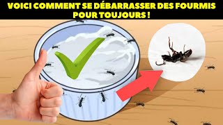 Voici comment se débarrasser des fourmis pour toujours [upl. by Nerb361]