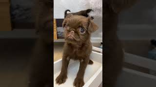 a very beautiful Brussels Griffon puppy shortsbrusselsgriffongriffonspuppylifegriffonpuppy [upl. by Babbie528]