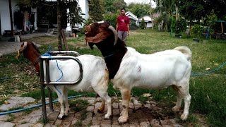 Big Boer Goat Farming  Boer Goat Farm in Village [upl. by Aguayo]