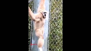 Lar gibbon callgibbonanimalsoundmamalsfelicityoflife [upl. by Jada219]