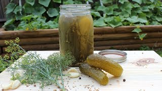 Canning Crunchy Dill Pickles recipe and full canning walkthrough [upl. by Dylana]