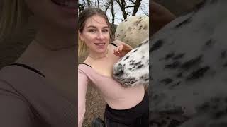 challenge humor couple comedia prank girls shortsviral sports sport summer horse horses [upl. by Apgar756]