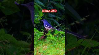 Nikon Z50 Wildlife photography [upl. by Elke470]