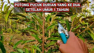 POTONG PUCUK DURIAN YANG KE DUA SETELAH UMUR 1 TAHUN [upl. by Oigufer]