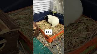 Just use the litter tray It’s easy pets guineapig funny guineapigs pettrainning [upl. by Artenal414]