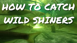 How to catch wild shiners [upl. by Crutcher210]