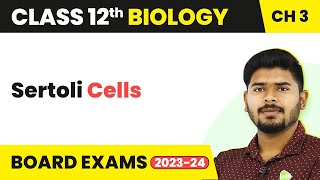 Sertoli Cells  Human Reproduction  Class 12 Biology 202223 [upl. by Hayse]