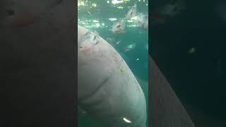 Manatee feeding Paris Zoo [upl. by Ssenav]