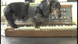 Wiener Dog On A Minimoog  Parry Gripp [upl. by Irmine]