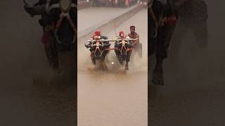 Kambala today race ytshorts trending [upl. by Ardnuassac]