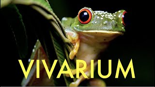 ECOSYSTEM VIVARIUM COMPLETE Ants frog crab termites and so much more in harmony [upl. by Artim6]