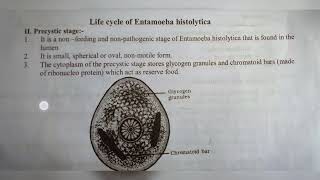 ENTAMOEBA HISTOLYTICA  NOTES   INTER 1ST YEAR  BY PHANINDRA GUPTA [upl. by Akcinahs]