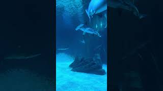 HAMMERHEAD SHARKS Georgia Aquarium in Atlanta Georgia Taking a short break shortsvideo ocean [upl. by Kern742]