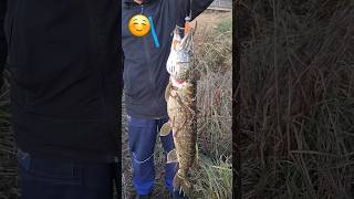 Isnt it a nice river pike 😉😋😊 pikefishing [upl. by Jethro]