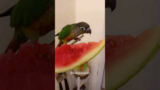 Marble the Conures Watermelon Delight  Cute Bird Feeding Frenzy Shorts 🍉 cockatielscraze [upl. by Nelrah723]