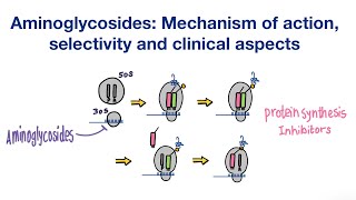 Aminoglycosides Mechanism of action Selectivity and Clinical aspects  Infectious Diseases [upl. by Vincelette]