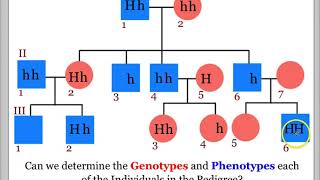 Mendellian Genetics Interpreting Pedigrees [upl. by Lehman913]