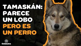 TAMASKÁN PERRO LOBO 9 COSAS que debes SABER [upl. by Charlean]