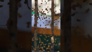 Spiderlings Philippines Orb Weaver [upl. by Atinek]