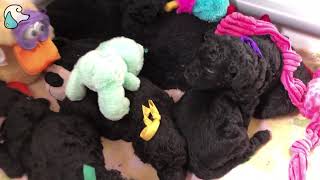 Cute Puppies Play with Dancing Ducky  Extended Version [upl. by Lelah]