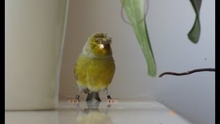 Canary singing bird sing song gloster with a crown Śpiew kanarka  Groszek Best Video to Traning [upl. by Asecnarf279]