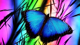 Blue morpho butterfly [upl. by Ulu]