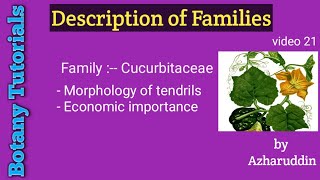 CucurbitaceaeMorphology of tendrils amp Economic importance [upl. by Dorrie770]