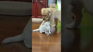 Hilarious Pets and Quirky Moments You Must Watch 😂🐶 cuteanimals funnyanimals shorts [upl. by Miquela407]