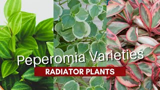 Peperomia Varieties  Types of Radiator Plants  MOODY BLOOMS [upl. by Thayer]