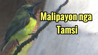 Malipayon nga tamsi [upl. by Airlie157]