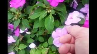 How to Harvest Free Impatiens Seeds [upl. by Burnett]