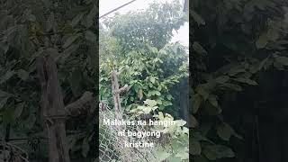 typhoon Pagaspas ng hangin bagyong kristinewindblowing shortsvideo shortsviral [upl. by Eads]