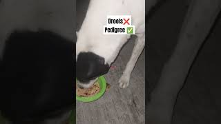 No drools only pedigree 😂drools DroolsIndia pedigree dog dogfood doglover drydogfood [upl. by Airetnahs]