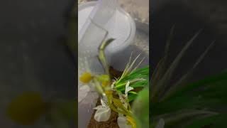 Hierodula Membranacea eating a cricket bug joeyy mantis familia artist [upl. by Keffer]