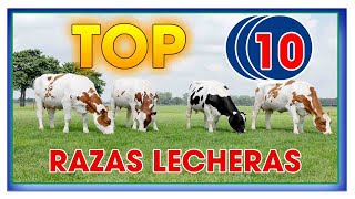 BOVINOS RAZAS LECHERAS Parte 1ǀ Ing Jannin Hernández Blandón [upl. by Eimaj519]