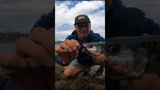 Unhooking A Fish with a Treble Hook  Simple amp Effective fishingtips fishingtutorial howto hook [upl. by Emerson]