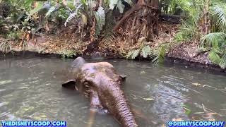 The Jungle Cruise With Skipper Brian [upl. by Nicolea]