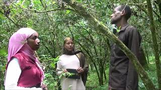 Limmu kossa Coffee Weed Management Practice [upl. by Ekal]