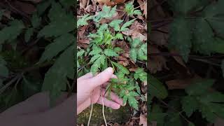 Fernleaf phacelia Phacelia bipinnatifida working on flowering [upl. by Anol]