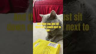 Cat feeling Betrayed 😂 funnyshorts funnycats funnypets [upl. by Forkey]