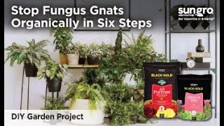 Stopping Fungus Gnats on House Plants Organically with Black Gold® [upl. by Ancilin]