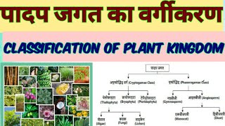 पादप जगत का वर्गीकरण । पादप जगत  quotपादप समुदाय क्या है CLASSIFICATION OF PLANT । PLANT KINGDOM । [upl. by Jary]