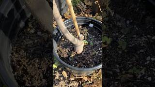 Winter Storage of Potted Fig Trees fig figtree figboss gardeningtips fruittrees [upl. by Narhem]