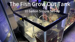 10 Gallon Fry Tank Three fish growing out Mega Clown Plecos Balzanii and Bimaculata [upl. by Bilbe269]